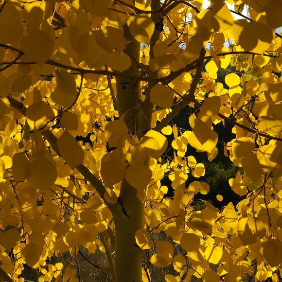 Meet your Posher, Carmen - Picture 1 of 1